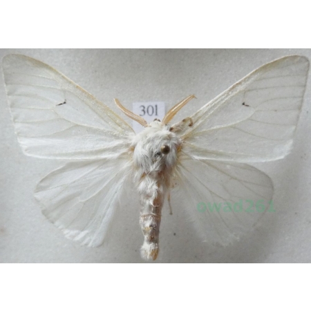 Arctornis l-nigrum (Müller, 1764) male Brudnica czarnelka Czech30l